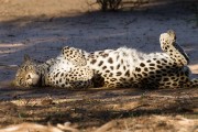 Never before saw a leopard just sleeping on the ground